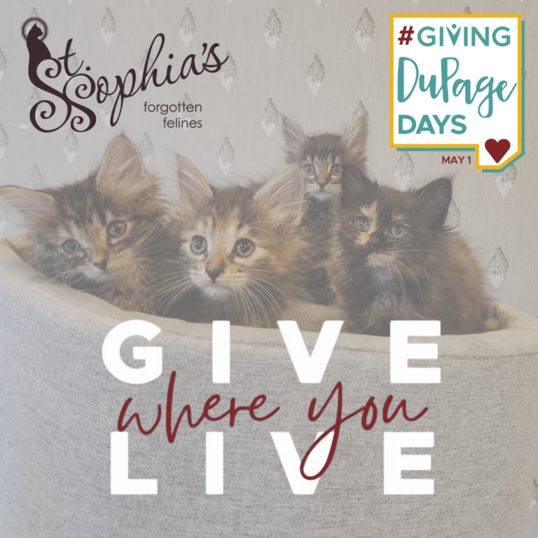 Support St. Sophia’s Forgotten Felines during Giving DuPage Days, a fundraiser helping cats in transition. Donate online anytime between April 17 and May 1 to provide food, medical care, and safe foster homes.