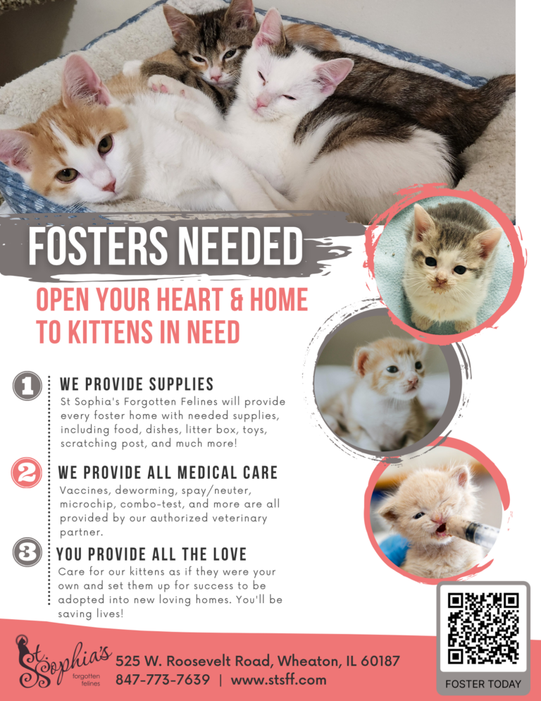 Kitten Fosters Desperately Needed