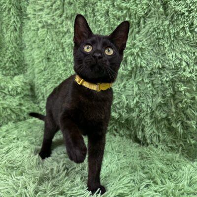 Cats with different needs can't always be safely separated.