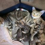 Cats with different needs can't always be safely separated