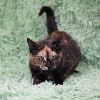 Behavioral and
long-stay cats wait longer for what they need.